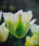 Tulipán 'SPRING GREEN' - cibule 1 ks