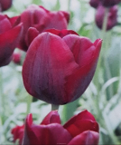 Tulipán 'RONALDO' - cibule 1 ks