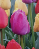Tulipán 'PURPLE PRIDE' - cibule 1 ks