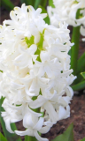 Hyacint 'WHITE PEARL' - cibule 1 ks