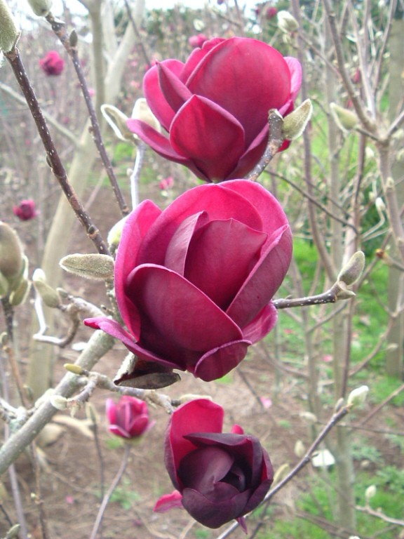 Magnolia, šácholan  ´Black Tulip´ ®