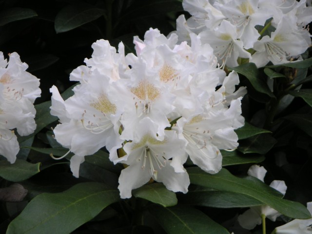 Rhododendron ´CUNNINGHAM´S WHITE´
