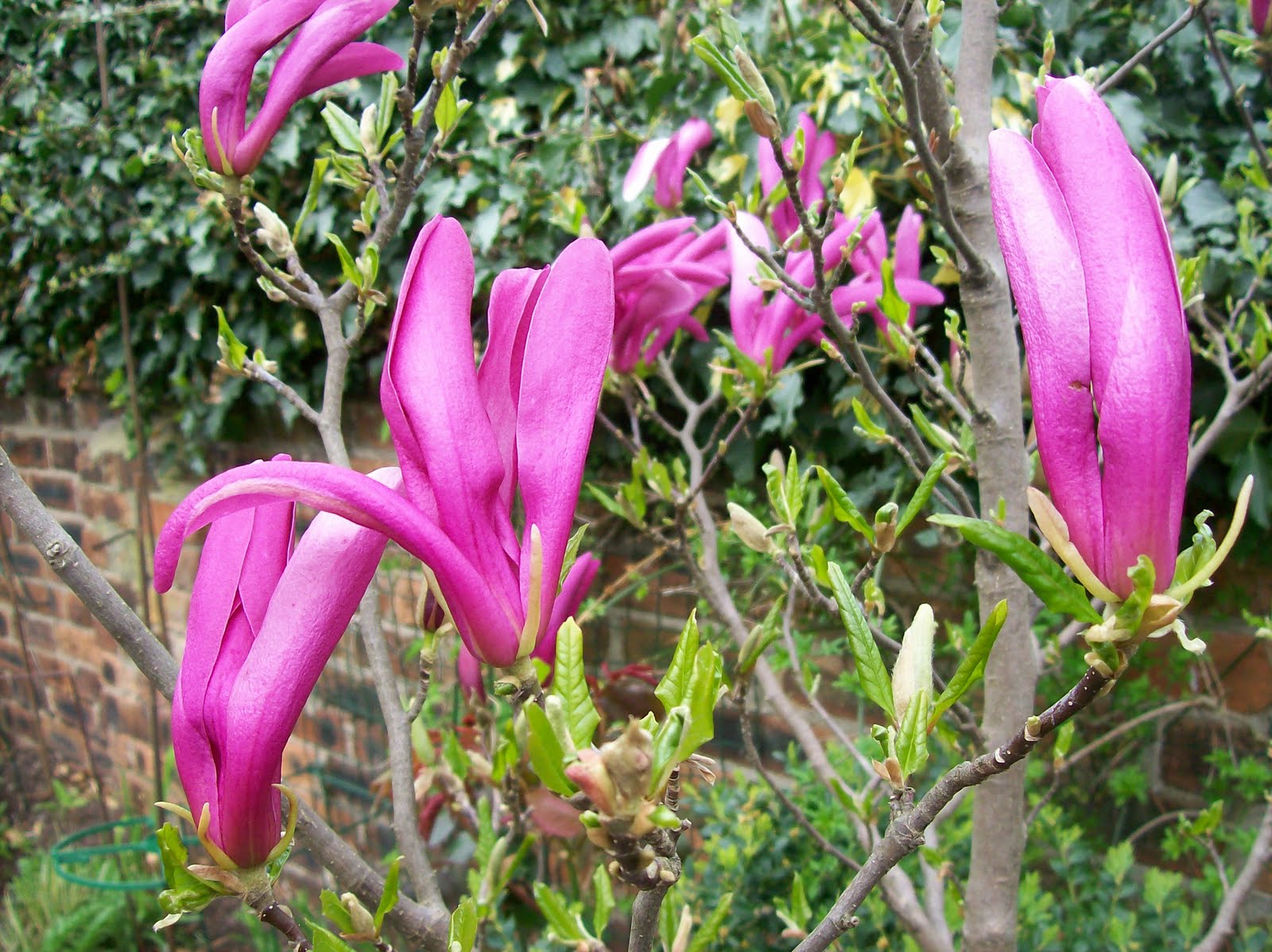 Magnolie liliokvětá ´Susan´ - kmínek 50cm