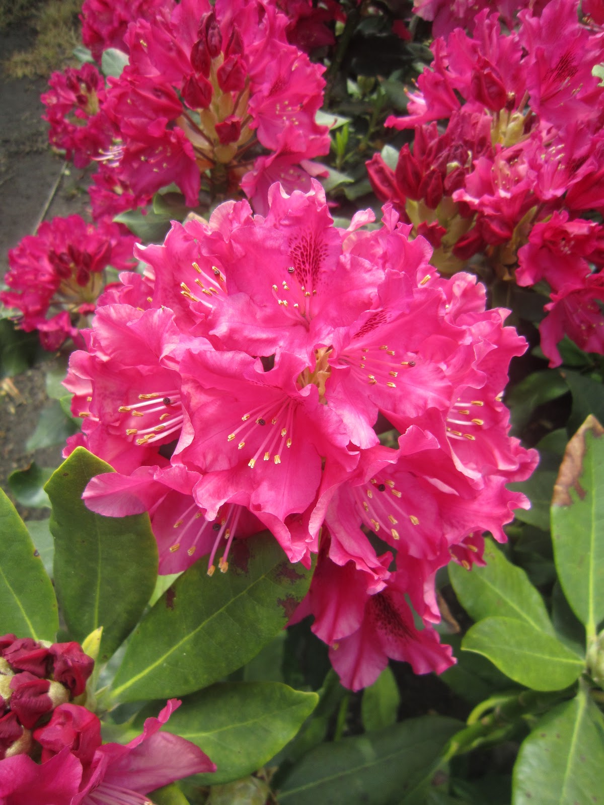 Rododendron 'NOVA ZEMBLA'