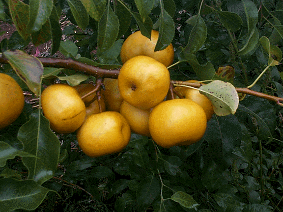 Asijská hrušeň ´TAMA'