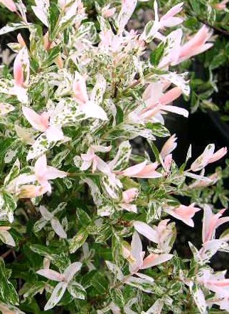 Vrba celolistá pestrolistá ´Hakuro Nishiki´ - kmínek 80cm