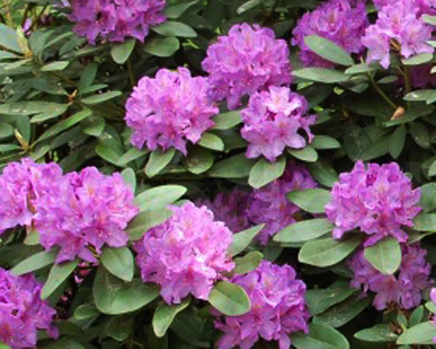Rhododendron ´ROSEUM ELEGANS´