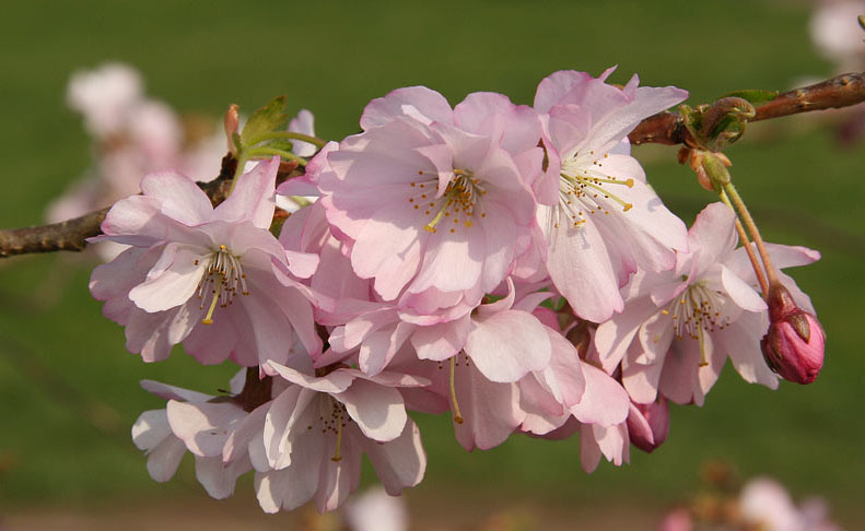 Okrasná třešeň ´Autumnalis Rosea´