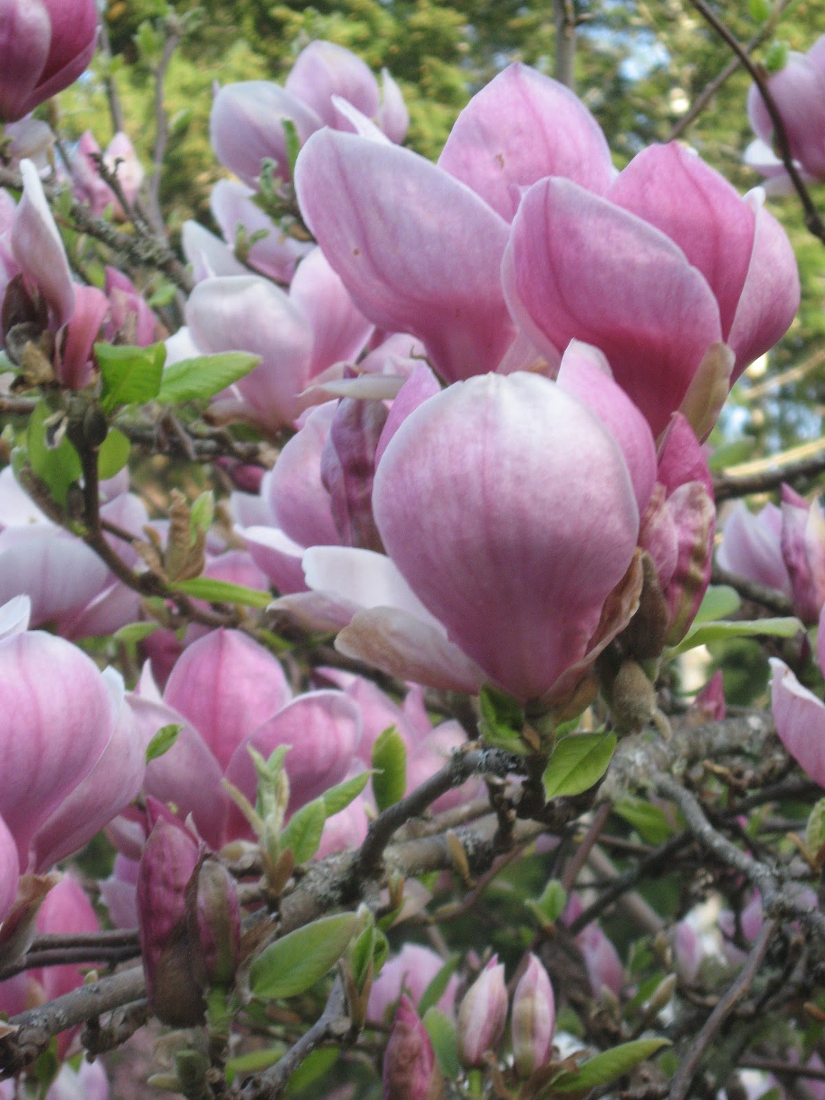 Magnolia Soulangeova