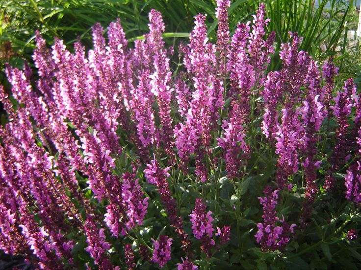 Šalvěj hajní ´Synchro Pink´