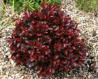Dřišťál tunbergův ´Atropurpurea Nana´
