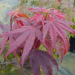 Acer palmatum ´Garnet´