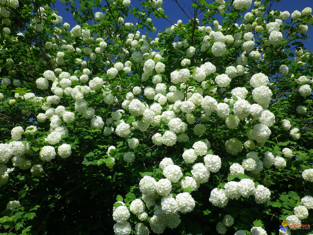Kalina obecná ´Roseum´