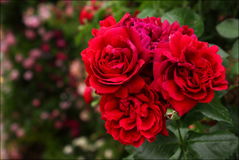 rosa ´ROTILIA´ 