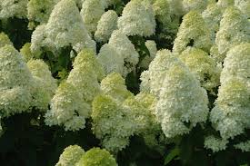 Hortenzie latnatá "Limelight"® kmen