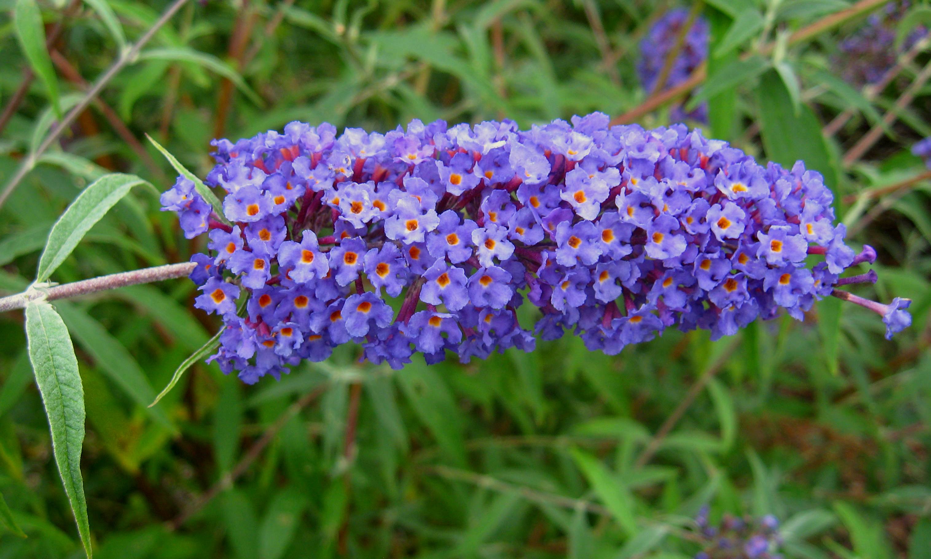 Komule davidova ´Lavender Cupcake´