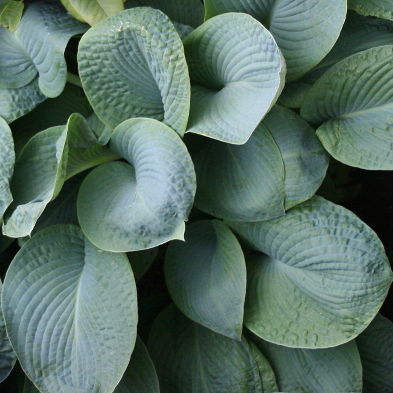 Hosta, bohyška sieboldiana
