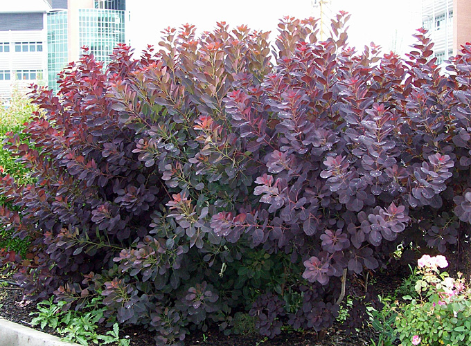 Cotinus cogygria ´Royal Purple´