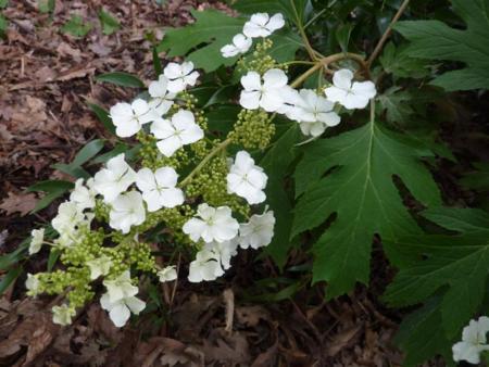 Hydrangea quercifolia ´Ice Crystal´ 