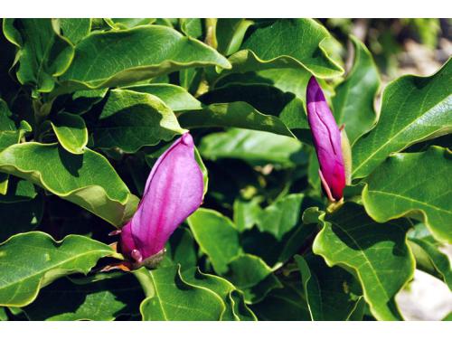Magnolie liliokvětá ´Susan´ - kmen 100cm