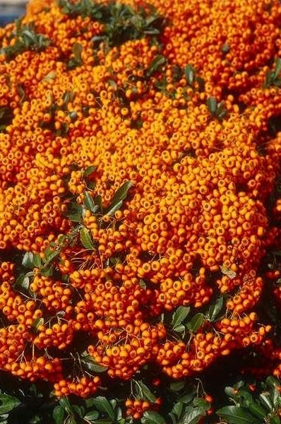Hlohyně šarlatová MIX