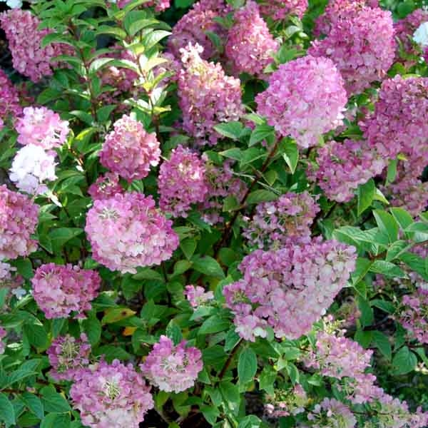 Hortenzie latnatá  "Sundae Fraise® ´ - kmínek 80cm