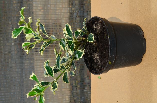 Cesmína ostrolistá ´Argentea Marginata´ - kmínek 90cm