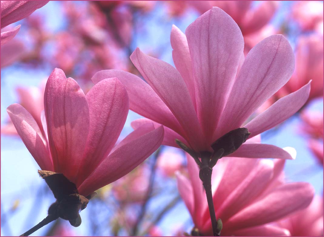 Magnolia ´Galaxy´  - kmen 180cm
