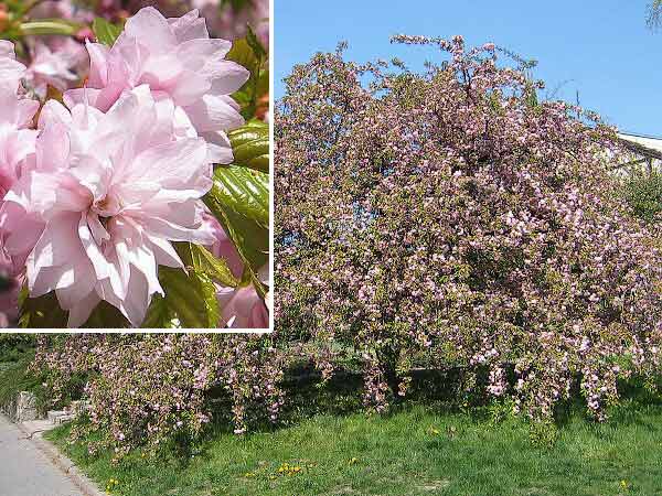 Okrasná třešeň převislá ´Kiku shidare sakura´ - kmínek 180 cm