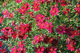 Krásnoočko 'Ladybird'