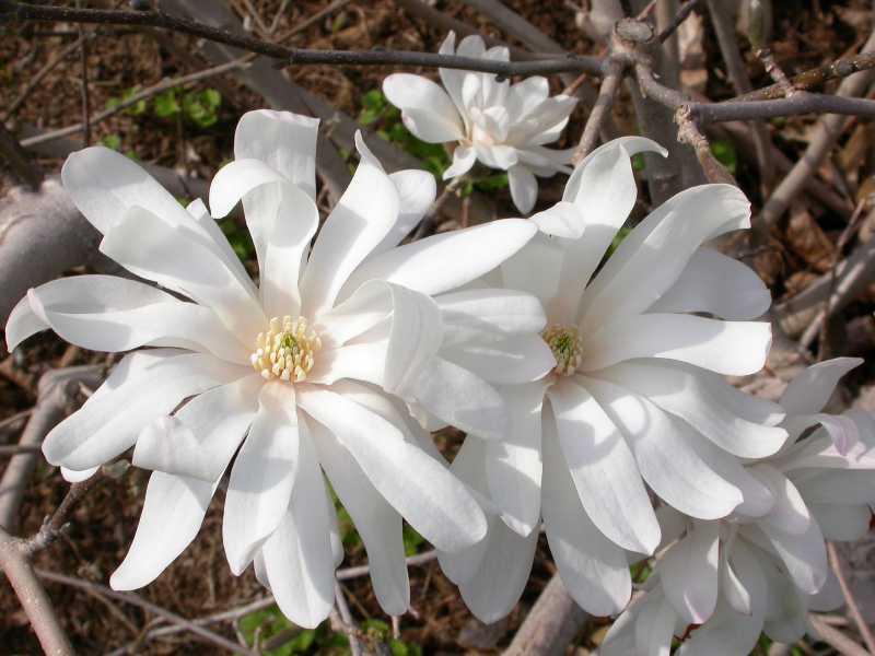 Magnolie hvězdokvětá - kmínek 50cm