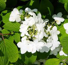 Viburnum plicatum ´Kilimandjaro´