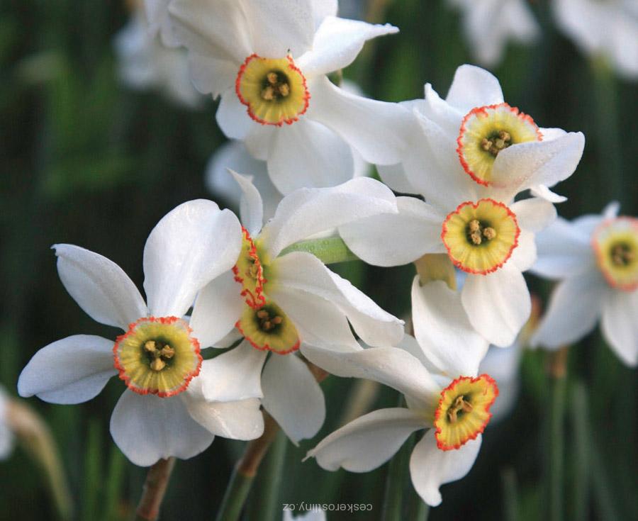 Narcis bílý varieta recurvus - 1 ks
