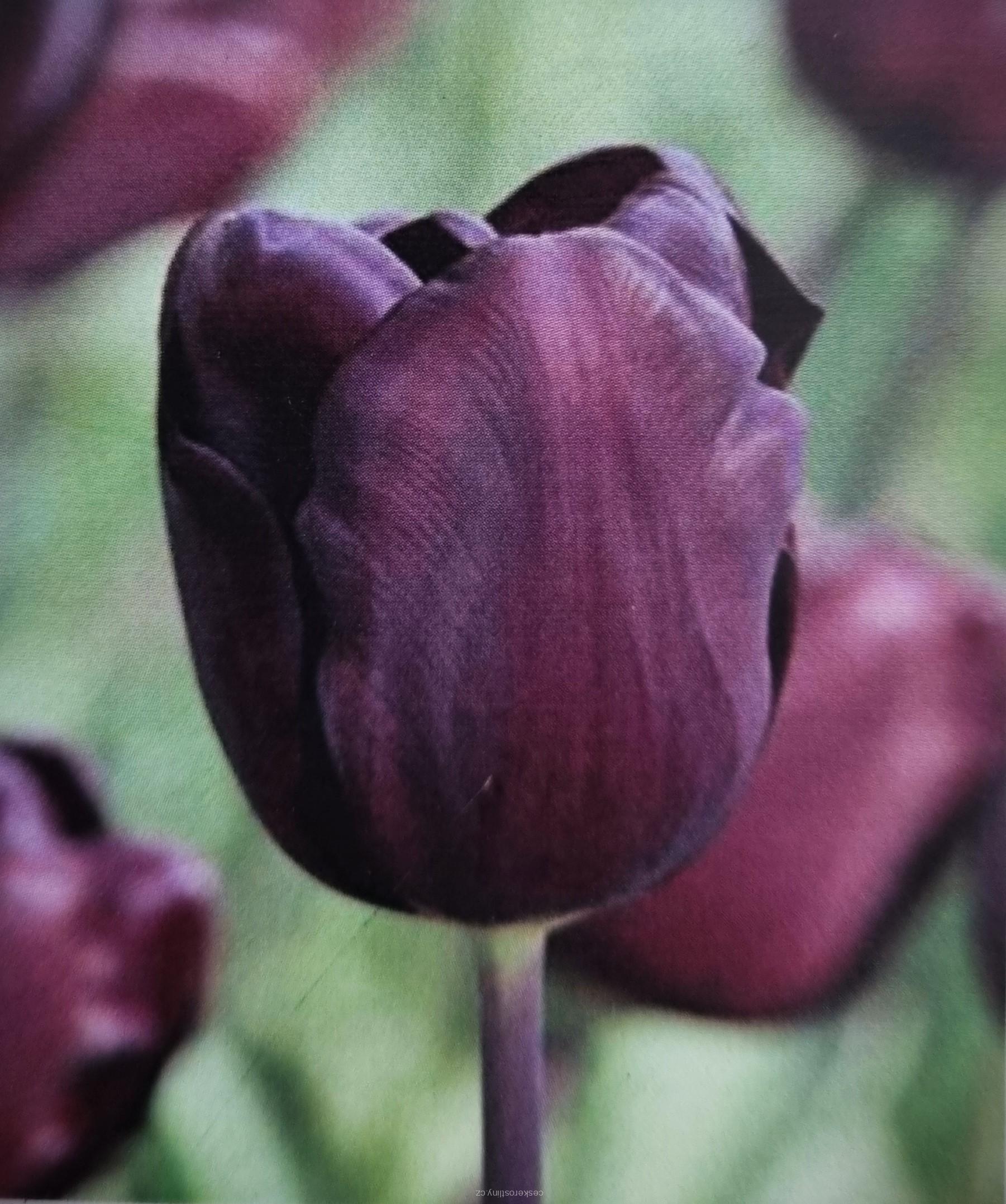 Tulipán ´CONTINENTAL´ - cibule 1 ks