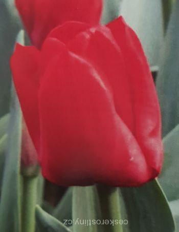 Tulipán ´ESCAPE´  - cibule 1ks
