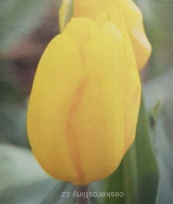 Tulipán  ´GOLDEN DYNASTY´ - cibule 1ks