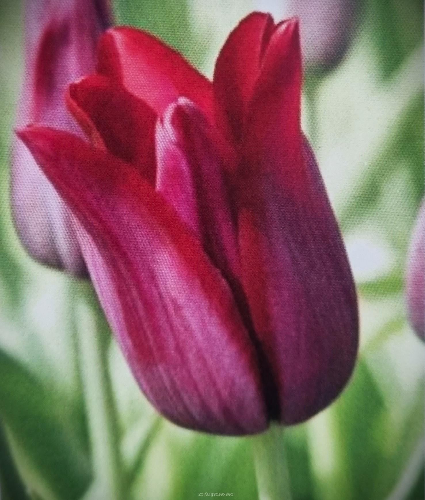 Tulipán 'MERLOT' - cibule 1 ks