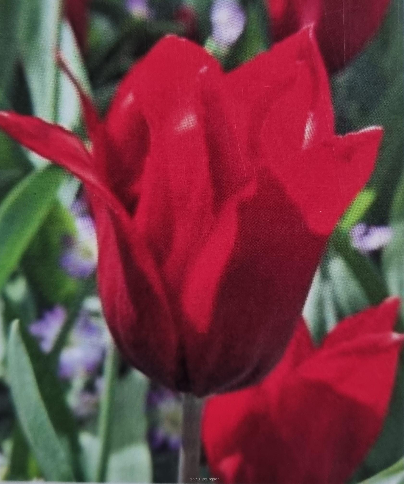 Tulipán 'PIETER DE LEUR'- cibule 1 ks
