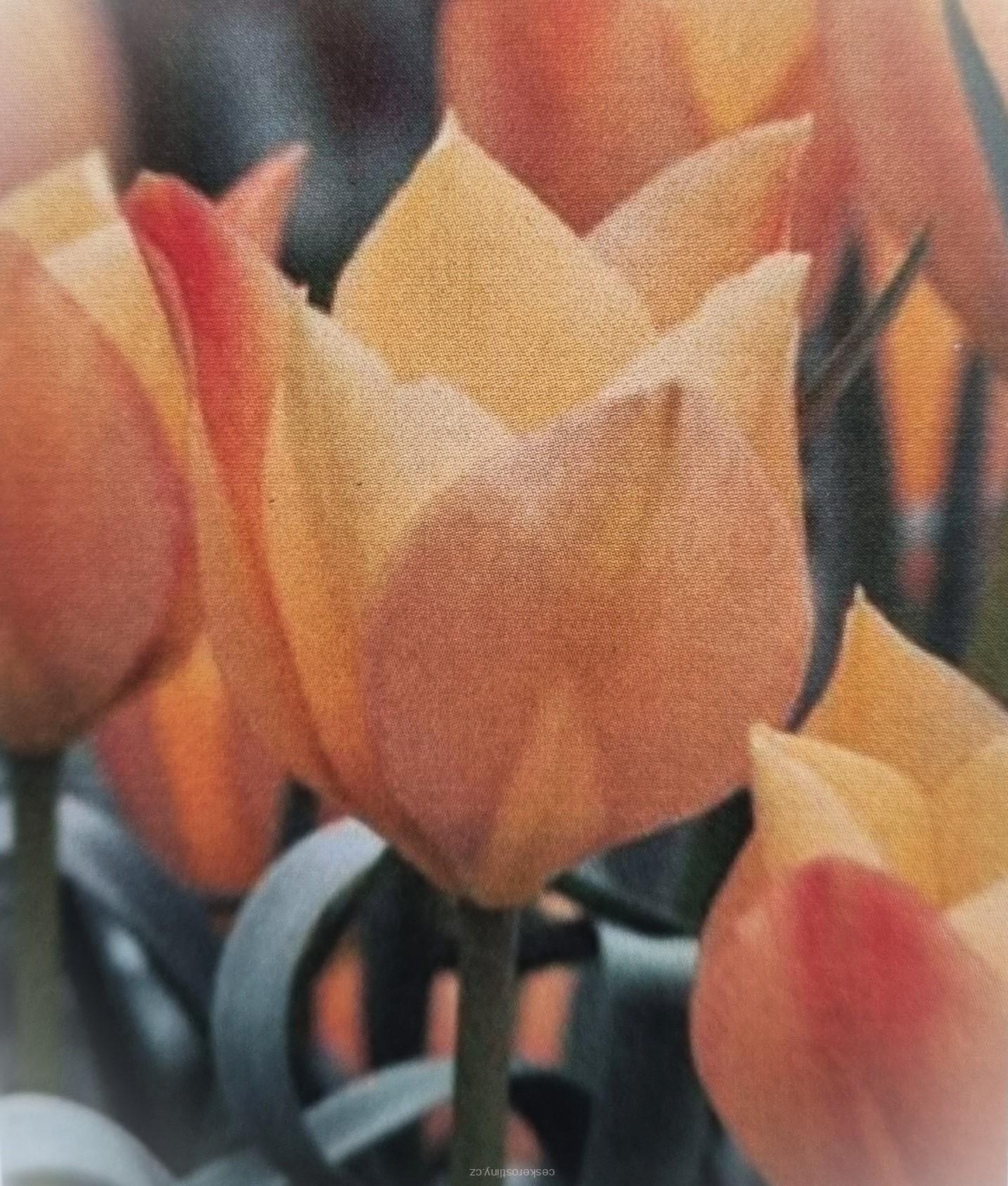 Tulipán 'BATALINII BRIGHT GEM' - cibule 1 ks