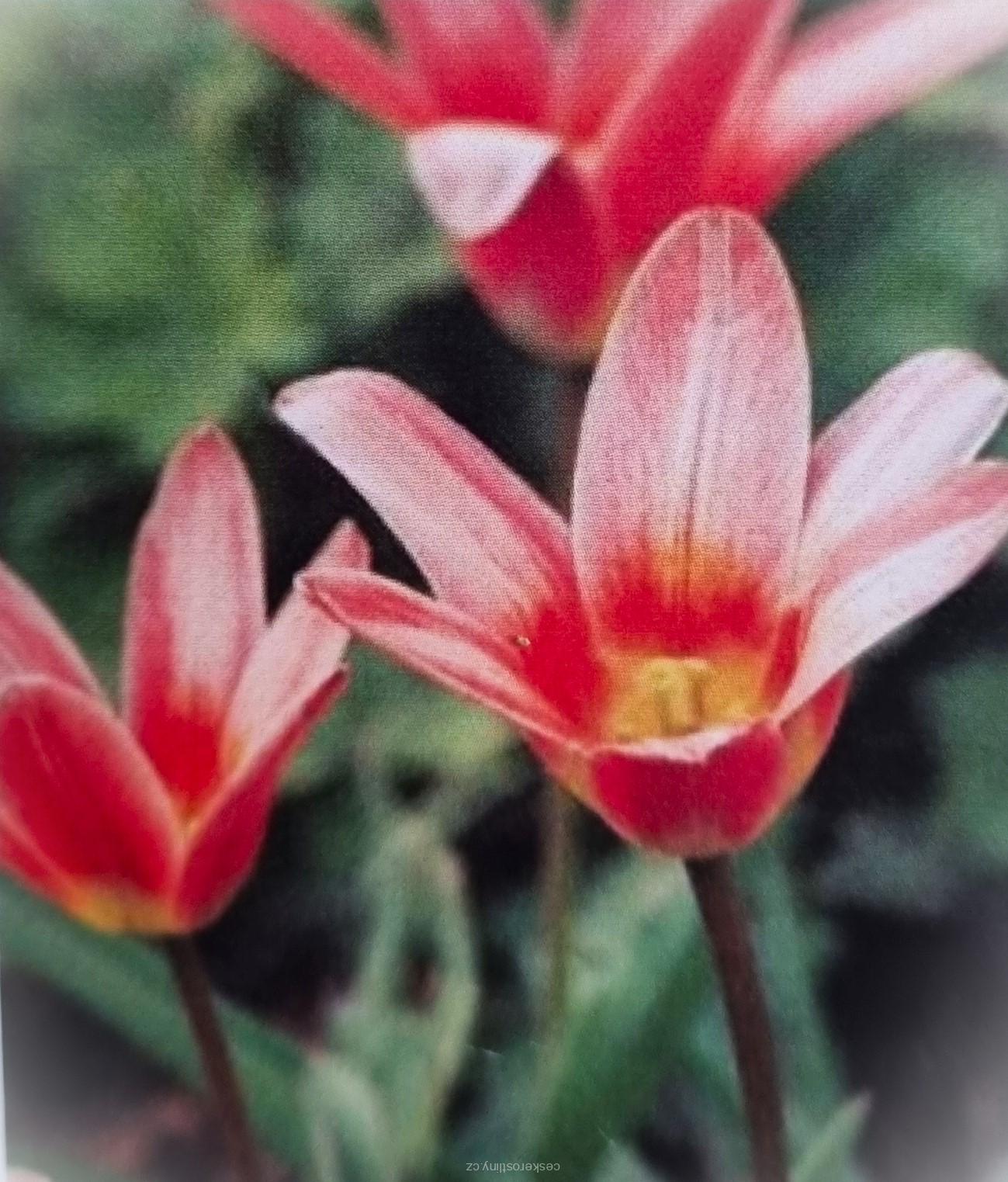 Tulipán 'FASHION' - cibule 1 ks