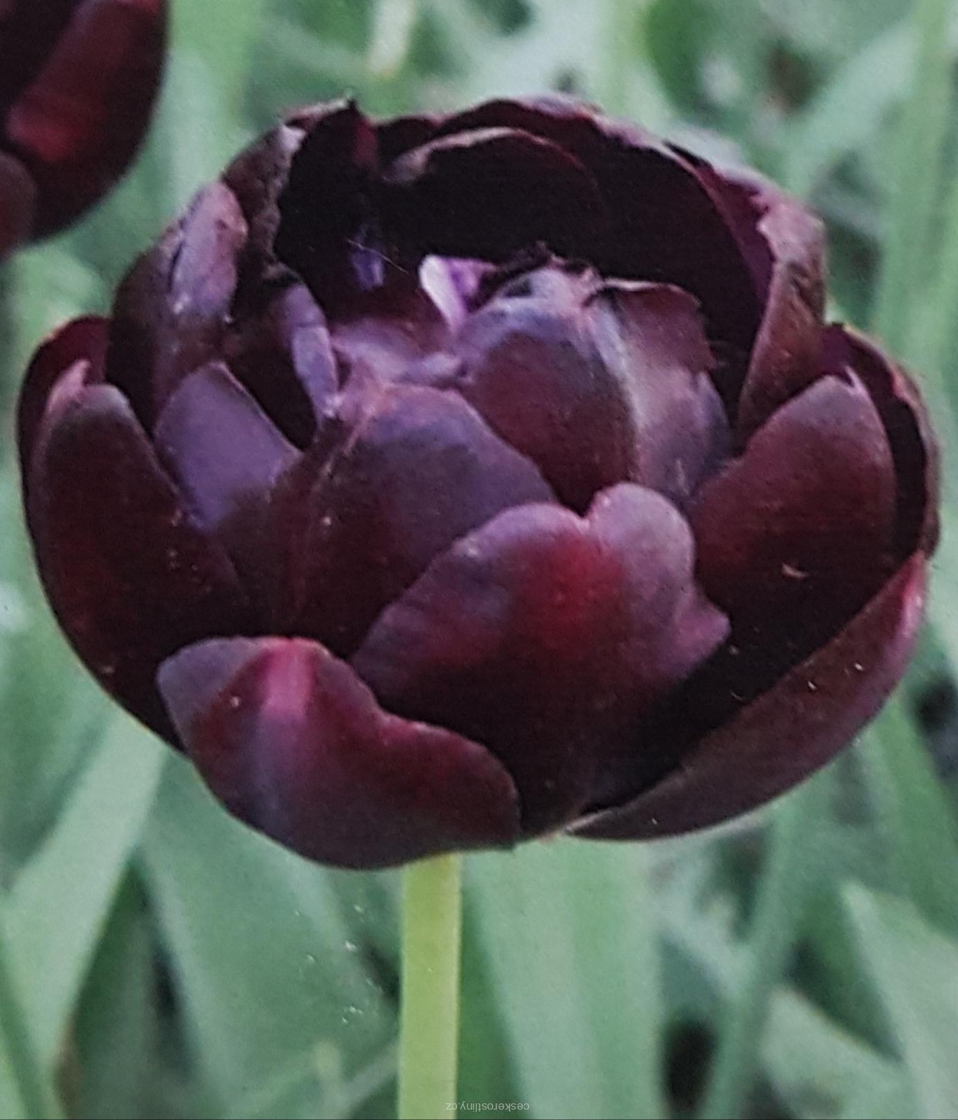 Tulipán 'BLACK HERO' - cibule 1 ks