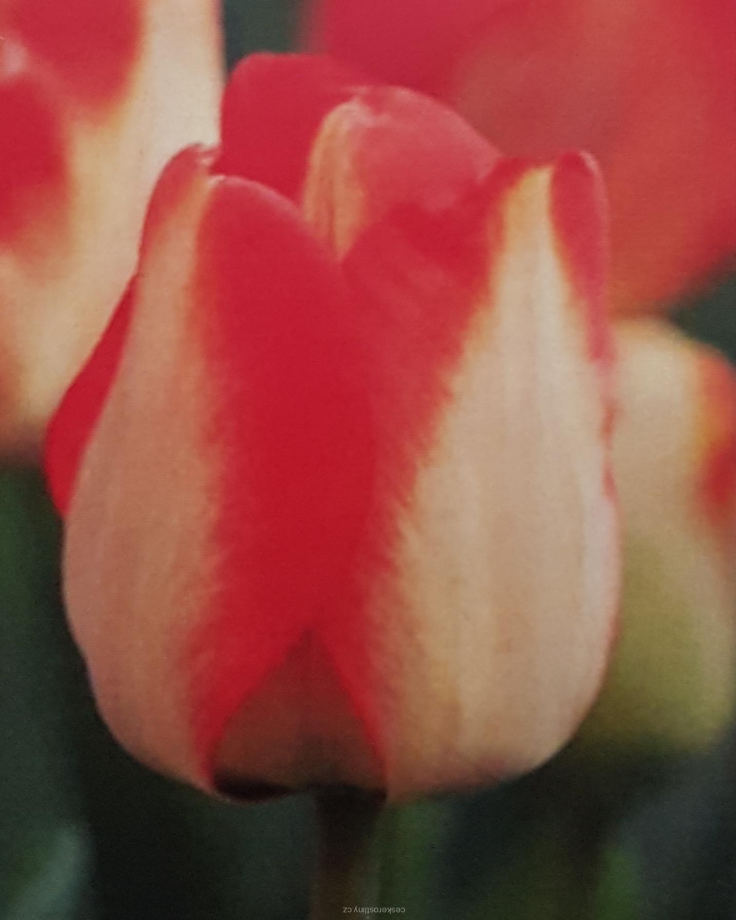 Tulipán 'AMERICAN DREAM' - cibule 1 ks