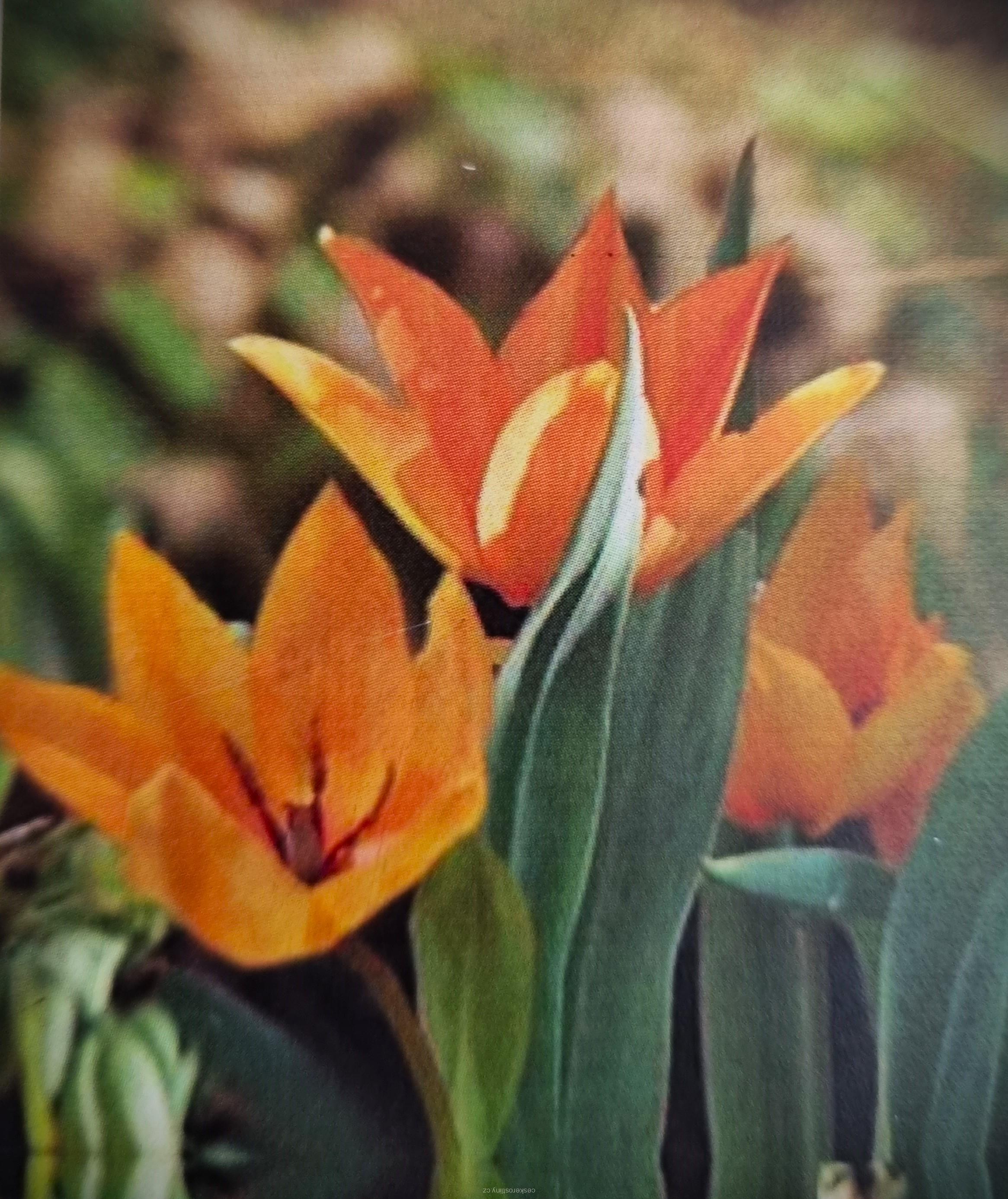Tulipán 'PRAESTANS SHOGUN' - cibule 1 ks