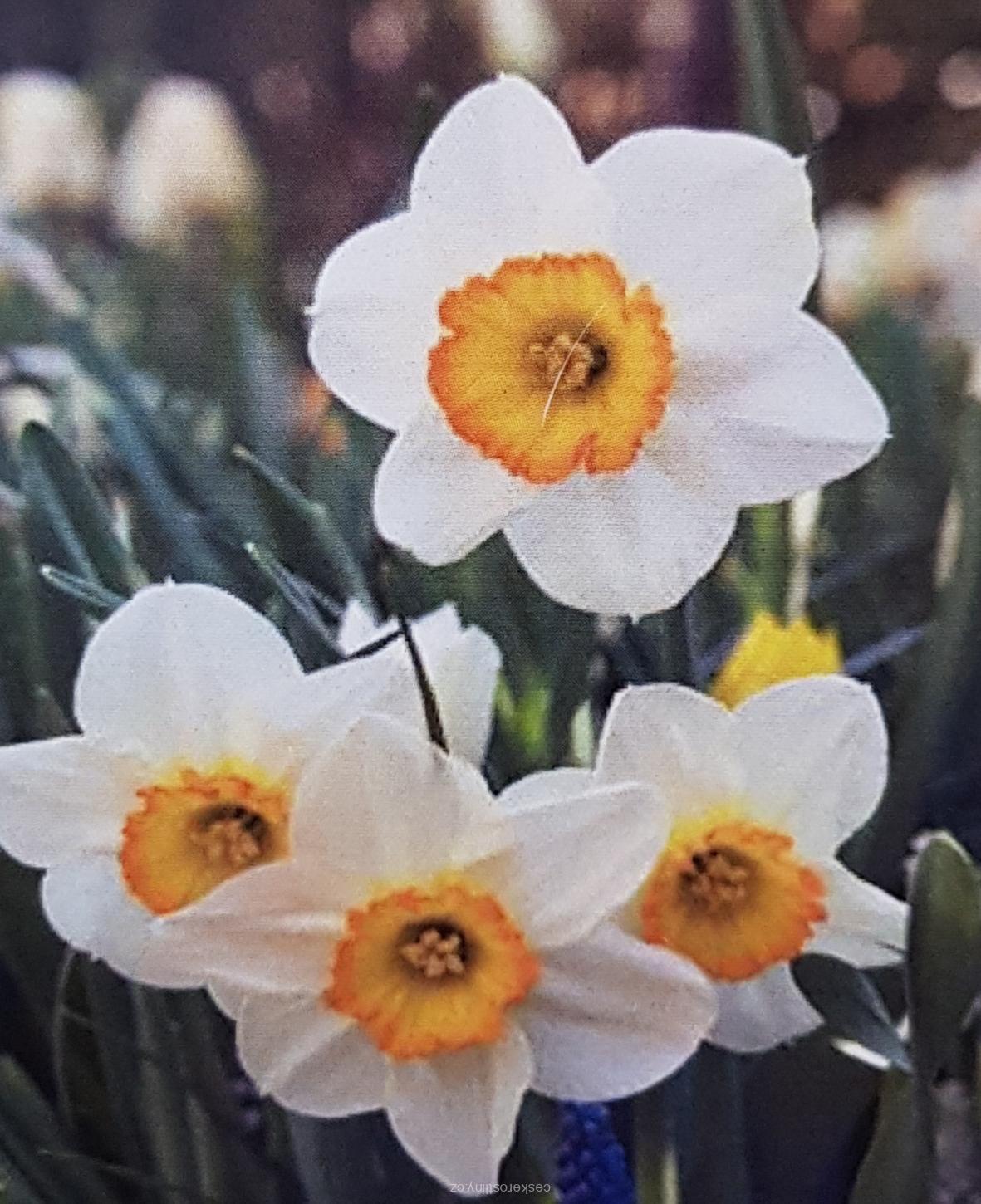 Narcis 'FLOWER RECORD' - cibule 1 ks