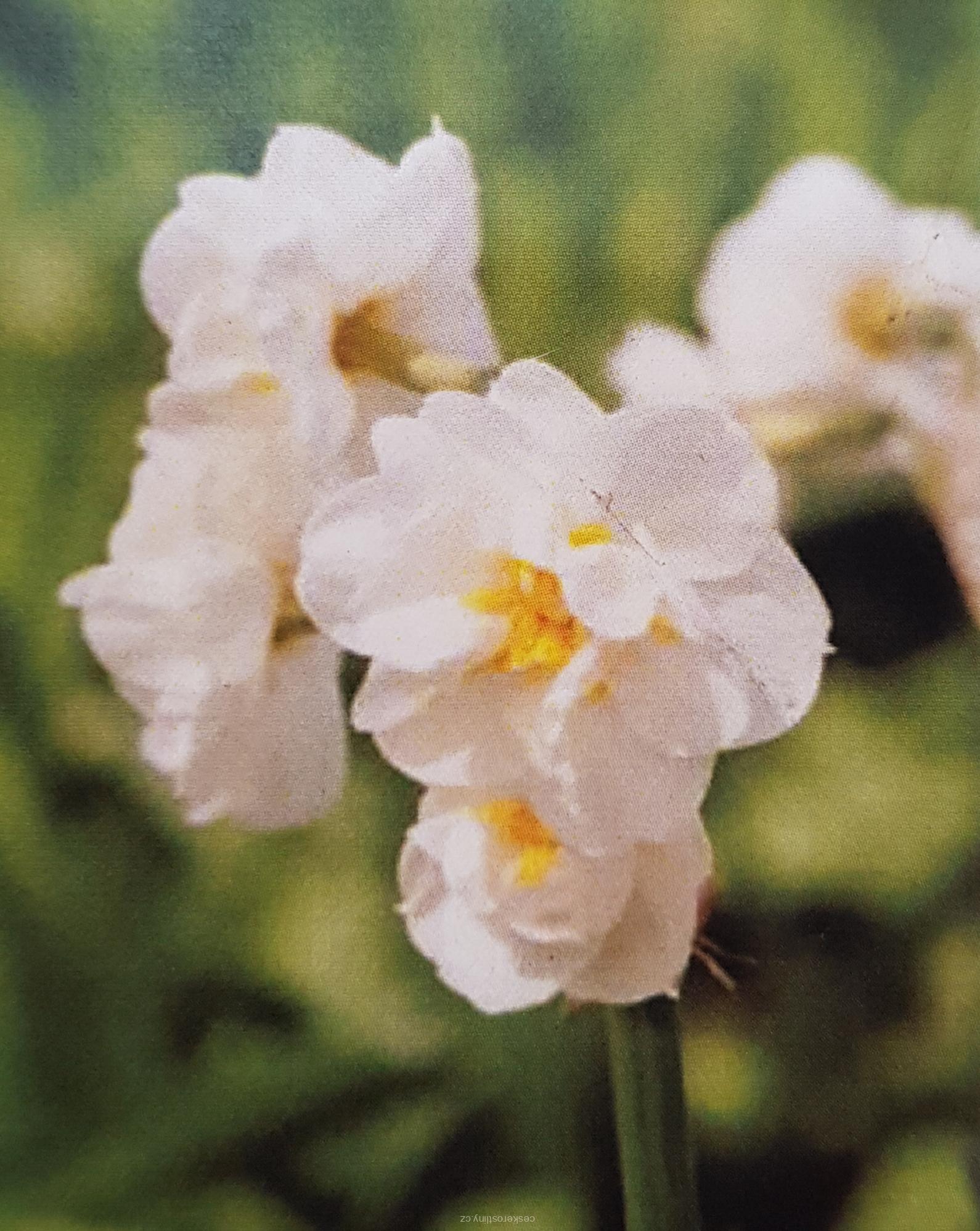 Narcis 'BRIDAL CROWN' - cibule 1 ks