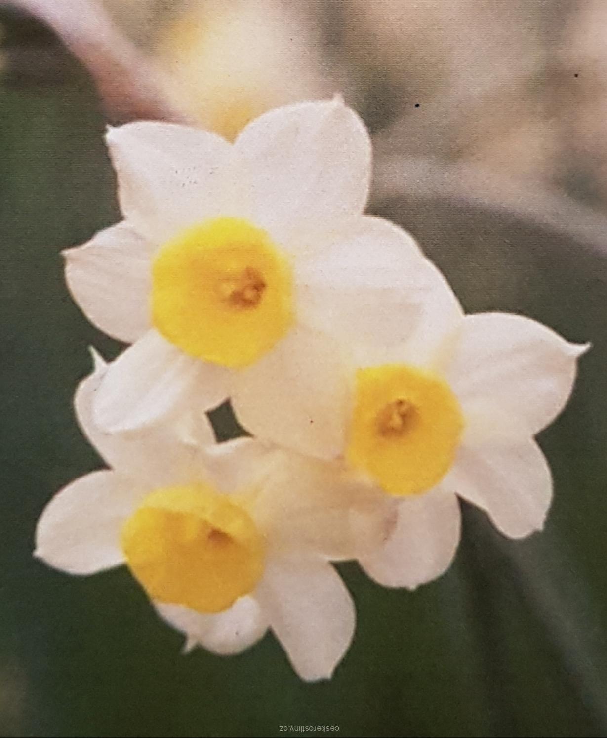 Narcis 'MINNOW' - cibule 1 ks