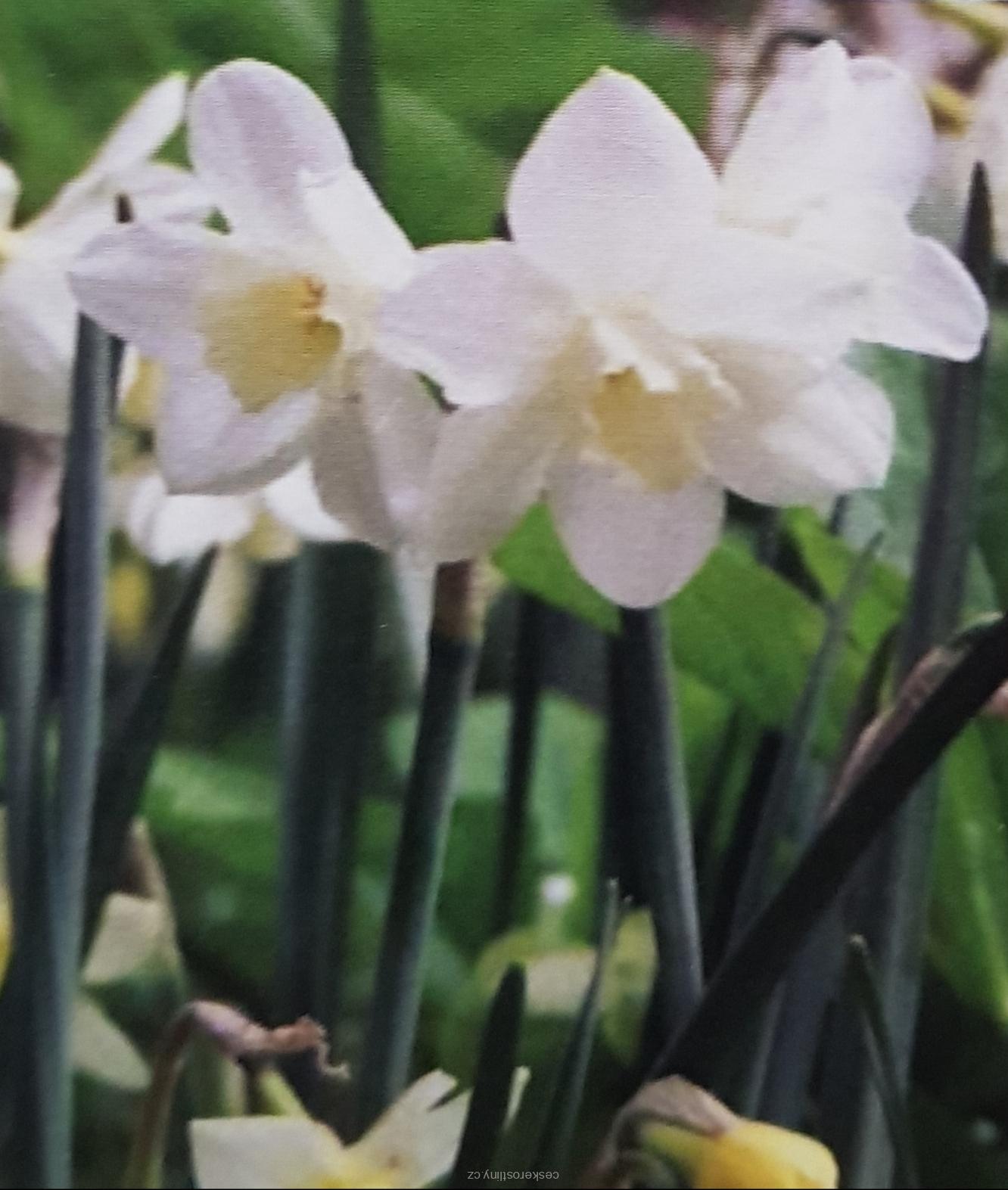 Narcis 'PUEBLO' - cibule 1 ks