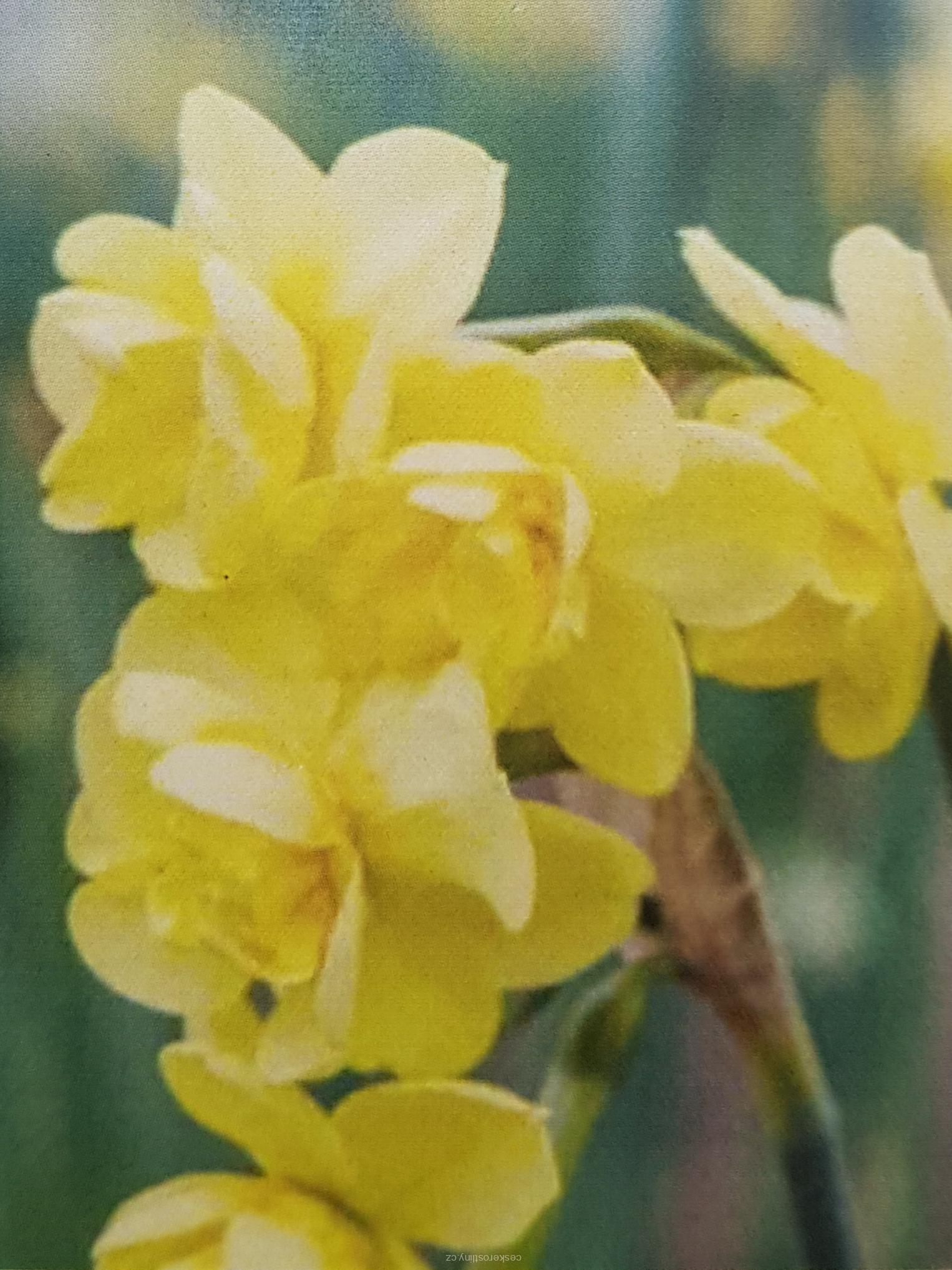 Narcis 'YELLOW CHEERFULNESS' - cibule 1 ks