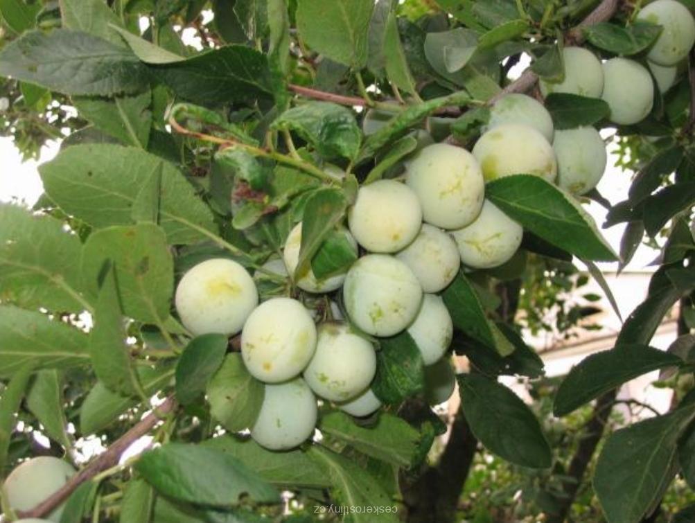 Mirabelka 'NANCYSKÁ'