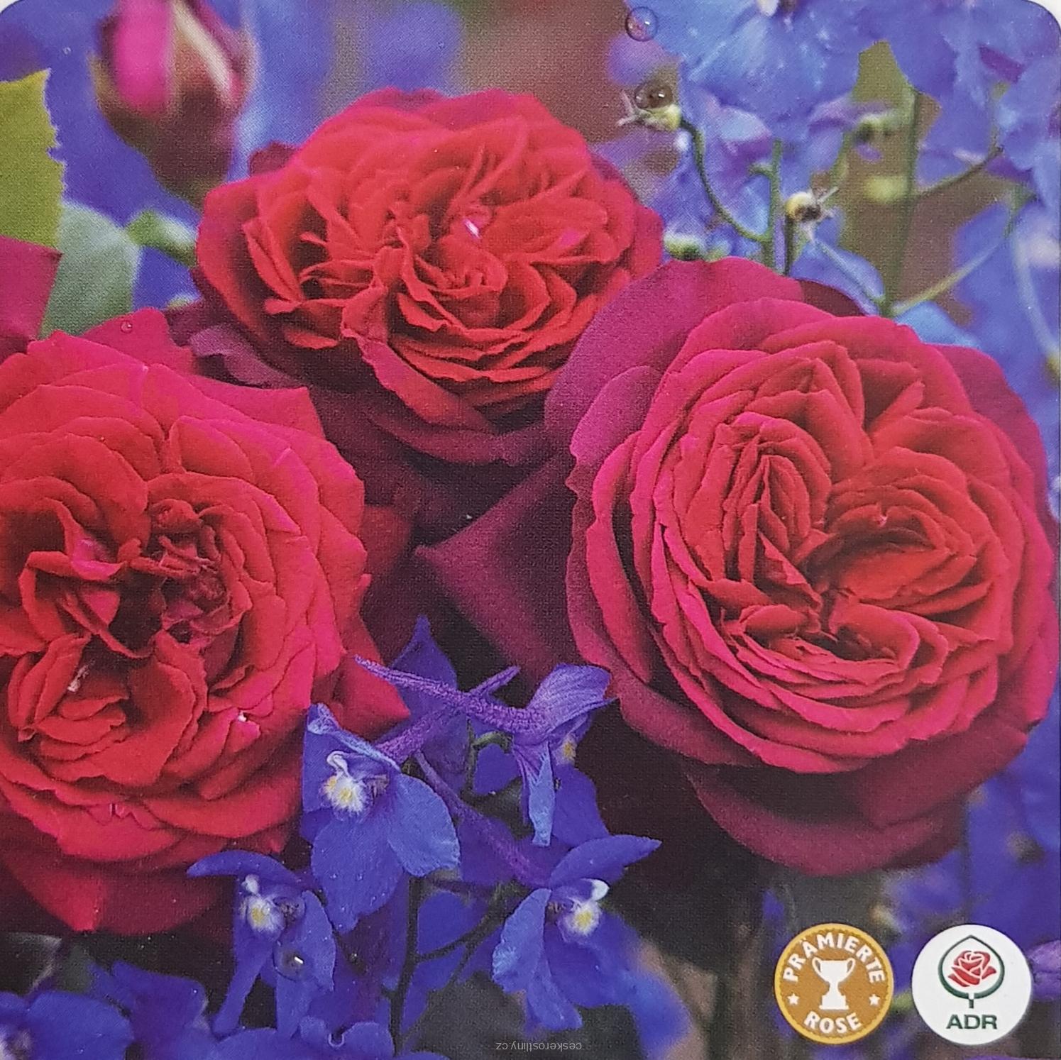 růže 'GRÄFIN DIANA'®
